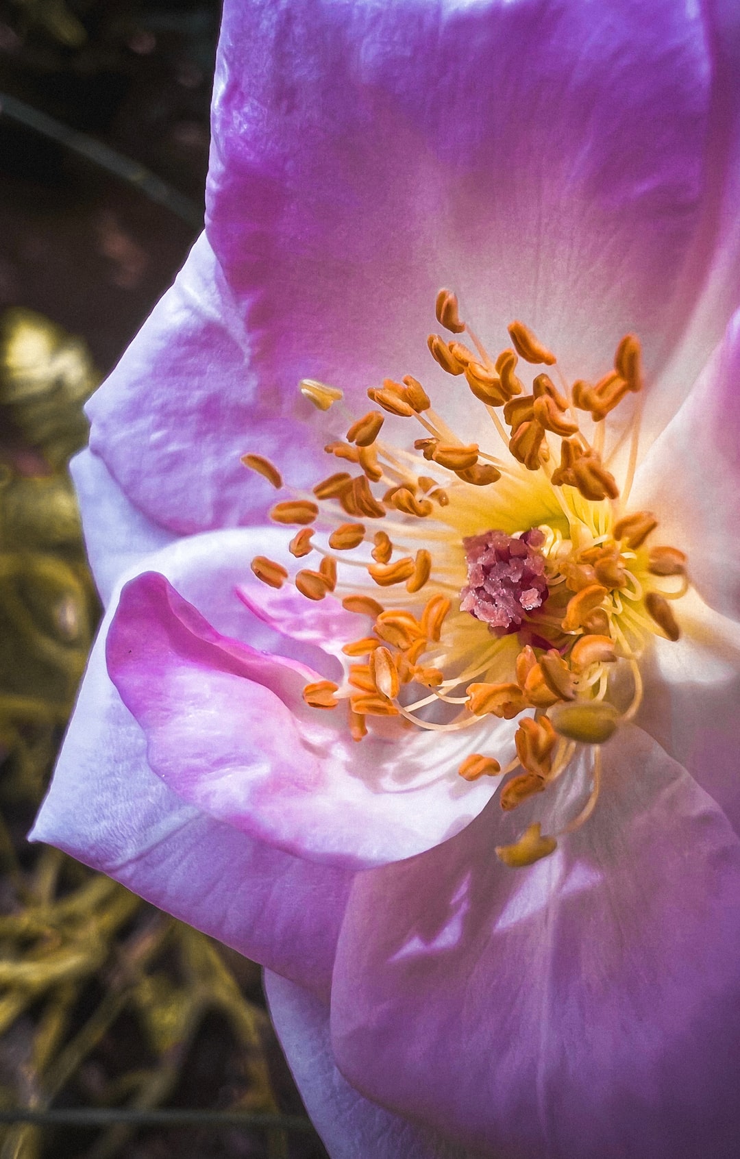 Macro photograph of a flower