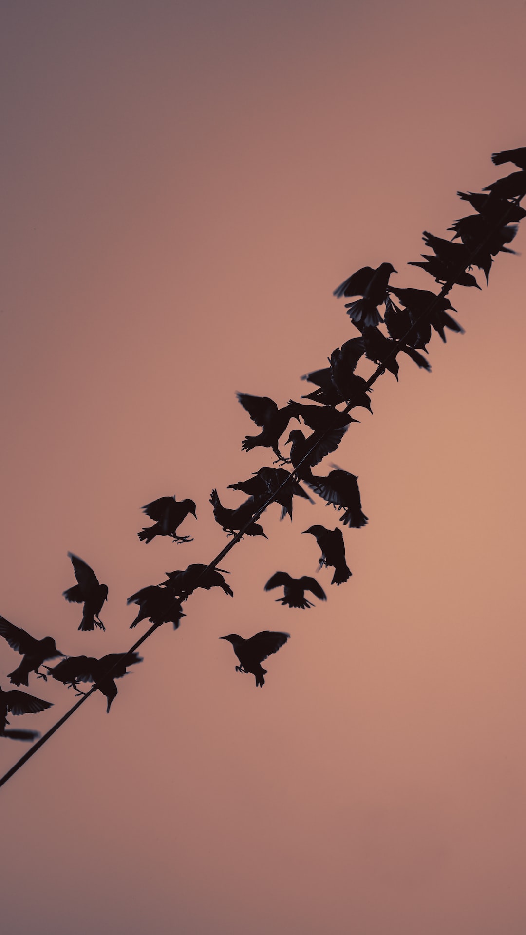 Starlings at sunset