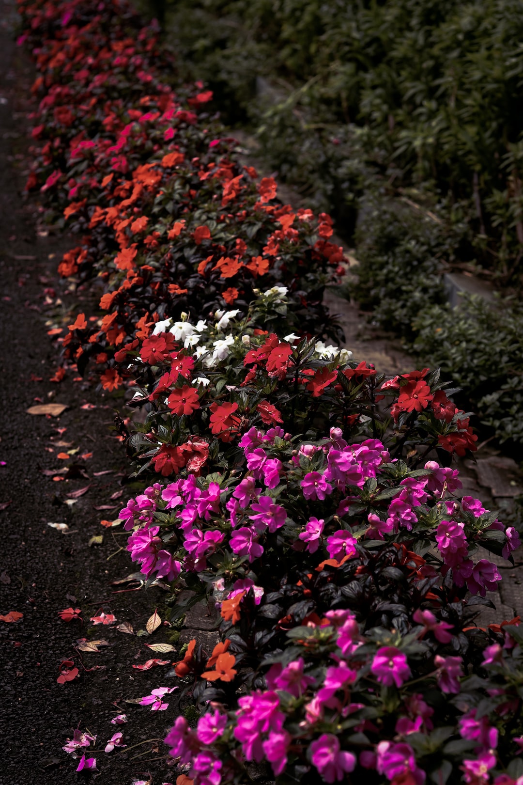 A line of beautiful flowers