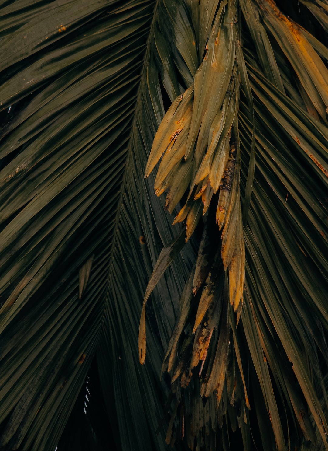 Tropical palm patterns