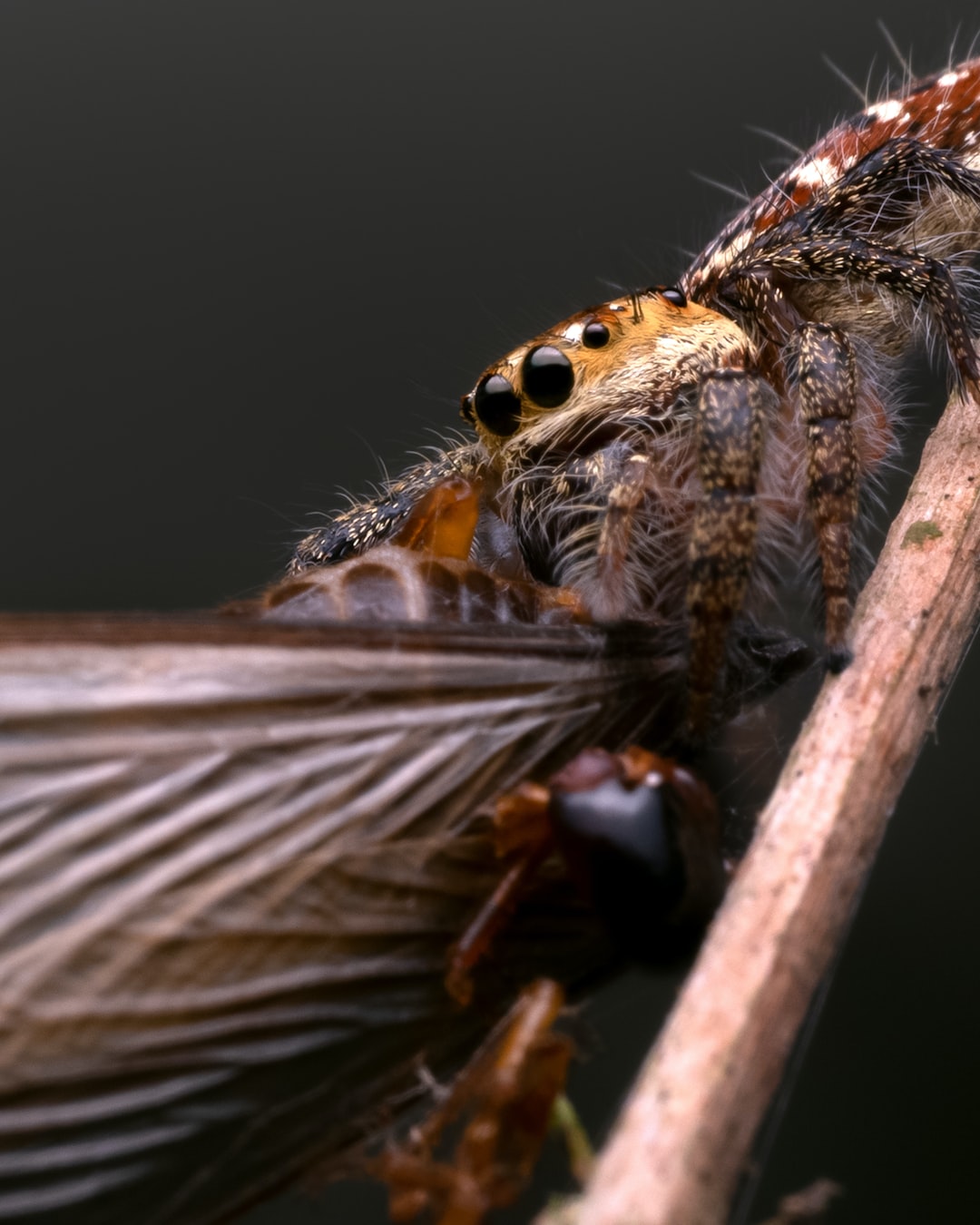 Jumping Spider with it's prey