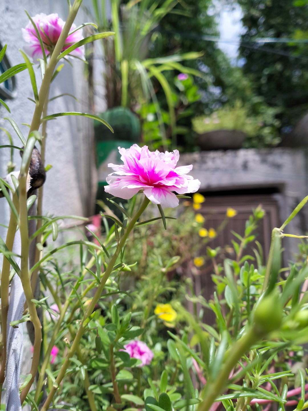 One more Floral Beauty 😍