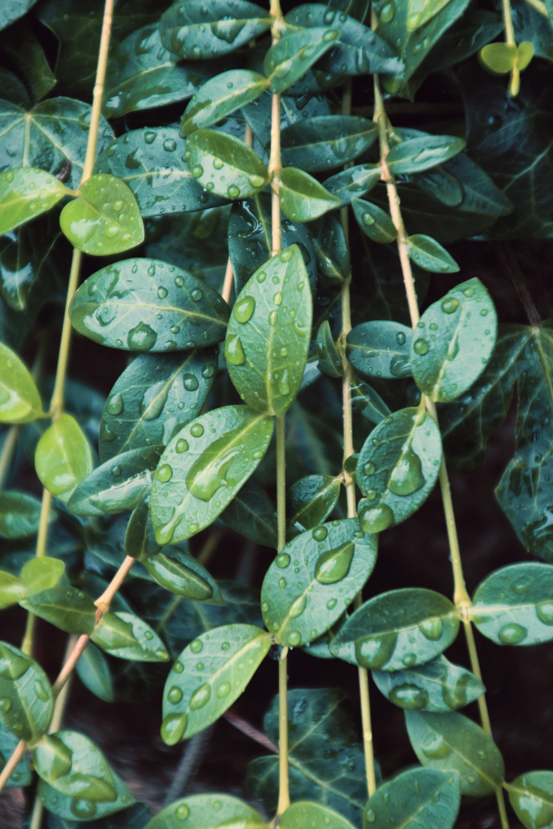 Green plants with water droplet, wallpaper