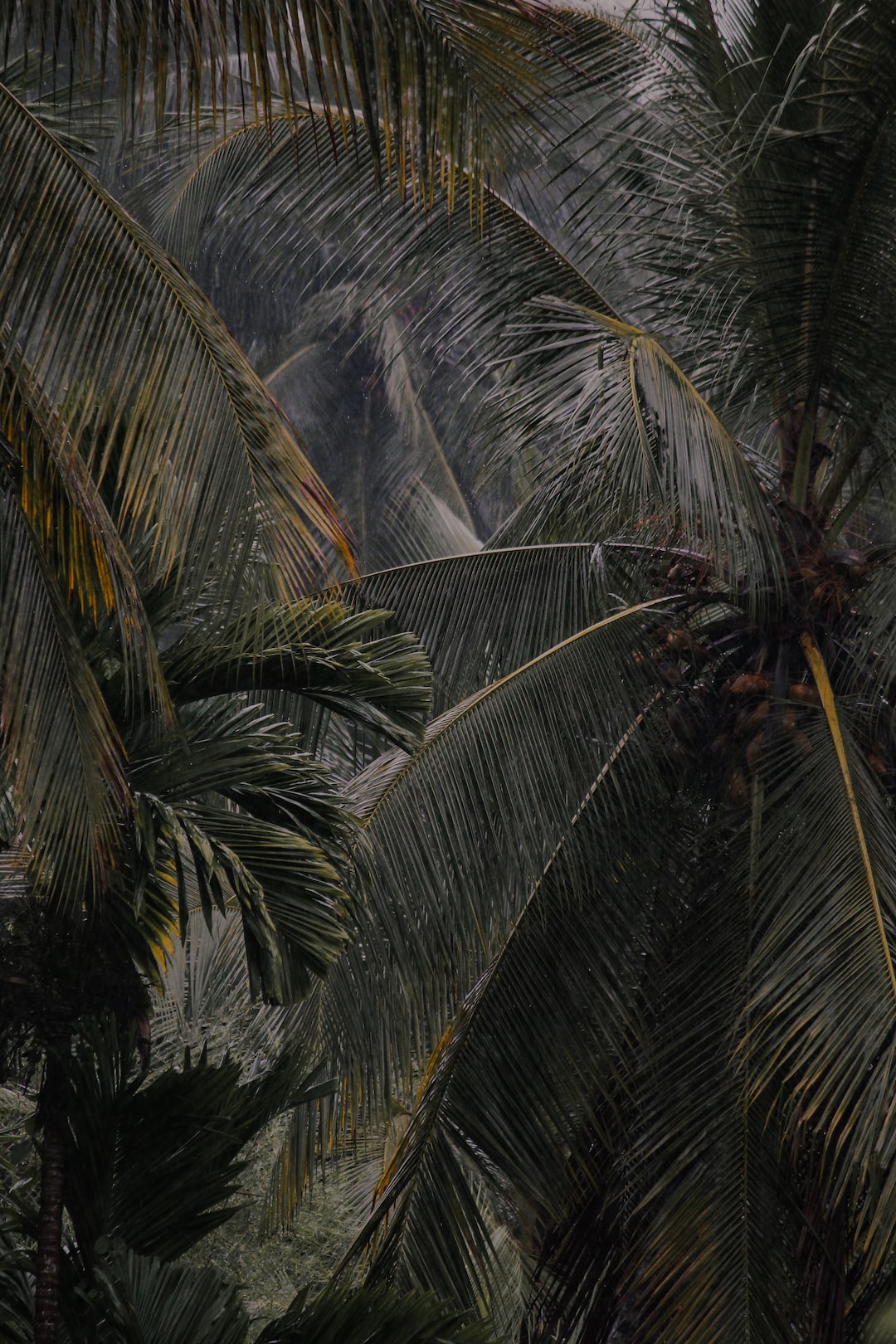 Tropical coconut trees