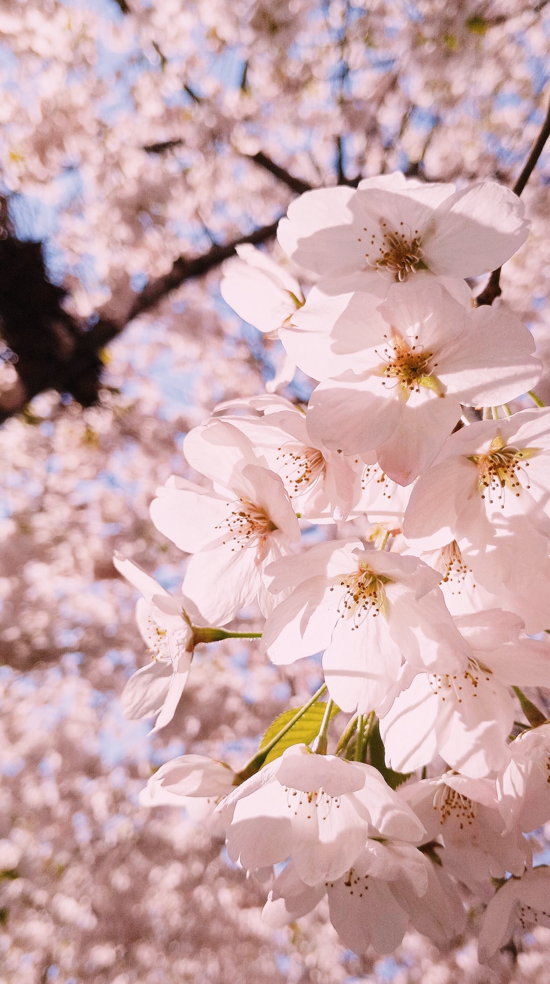 closeup of cherry blossom flowers