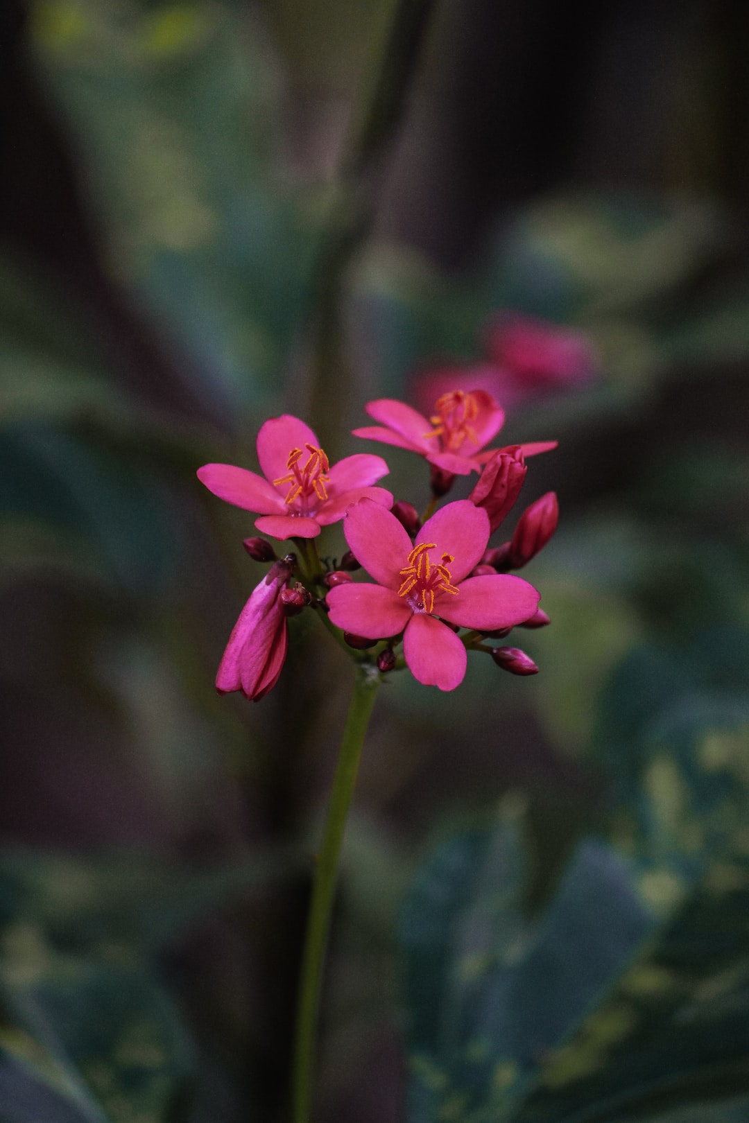 Tropical flowers