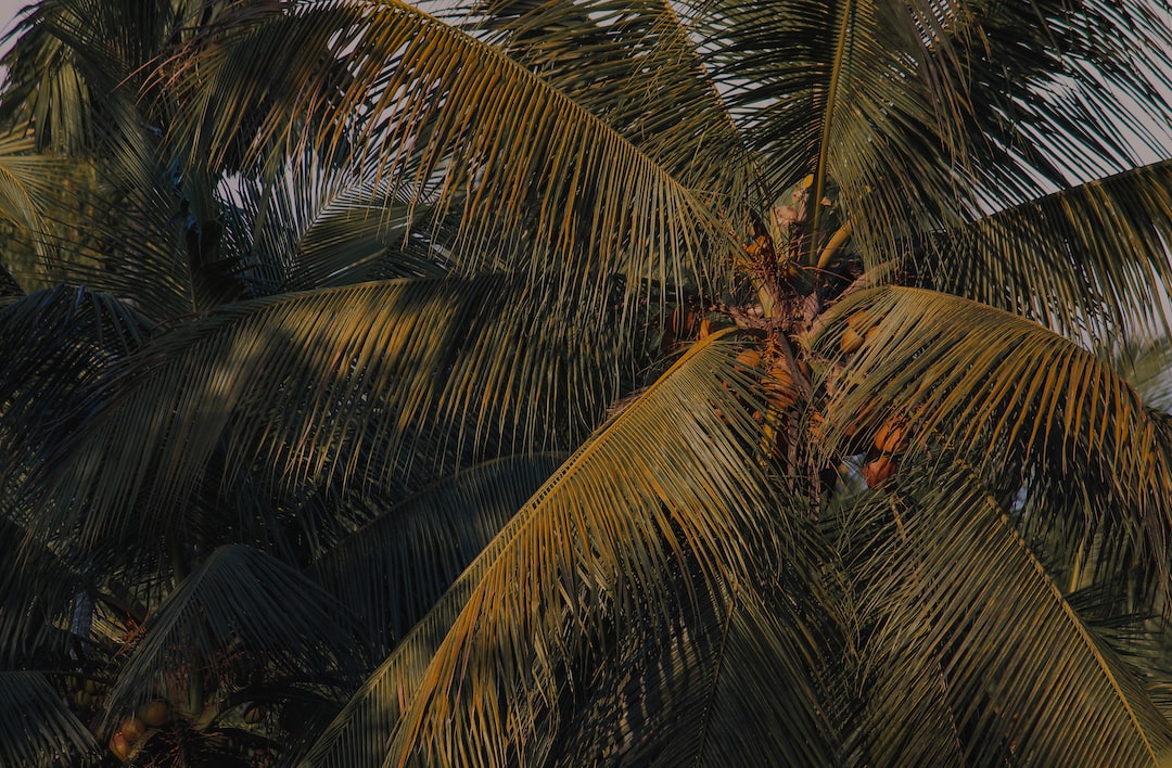 Coconut trees catching the sunset