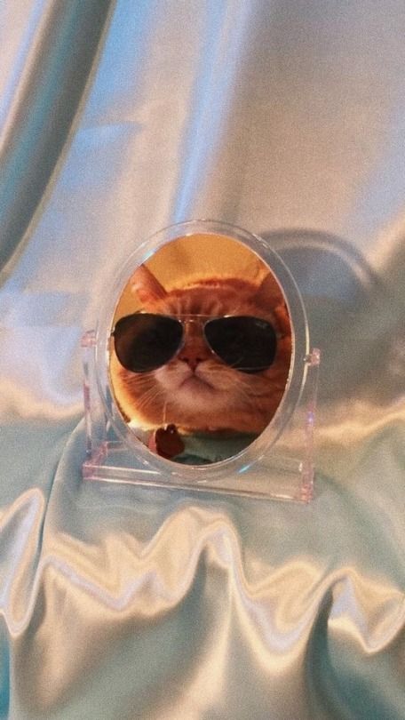 aesthetic cat with glasses