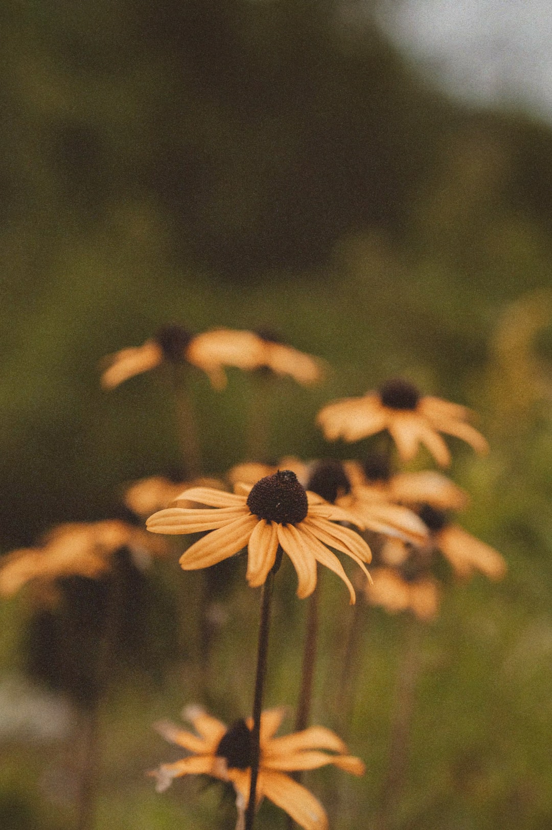  Forest wildflowers wallpaper   Wallery