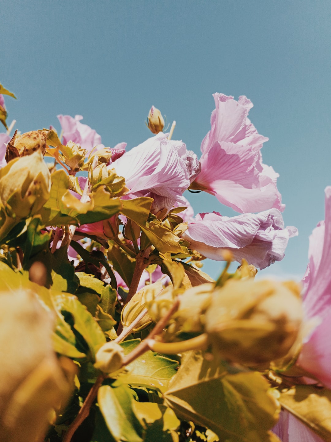 closeup of pink hibiscus flowers