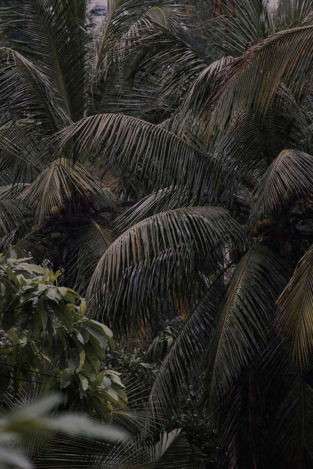 Tropical coconut trees