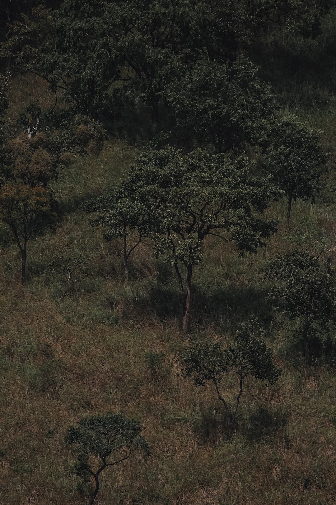 Mountain trees of ella