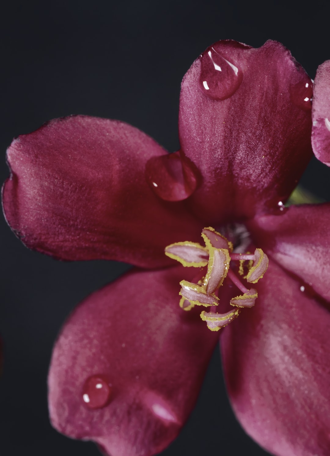 A beautiful Red flower macro