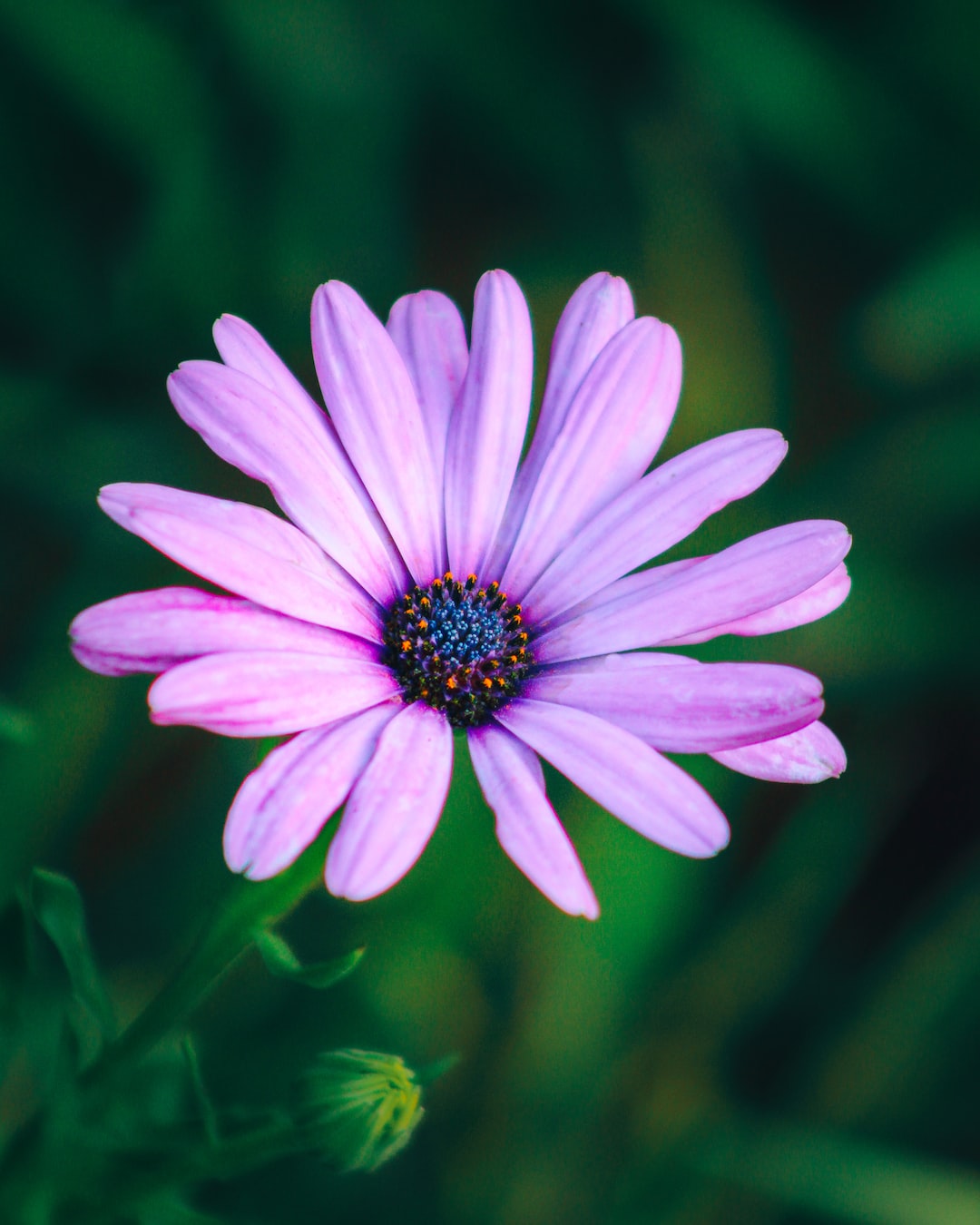 Purple dahlia flower with dark green background