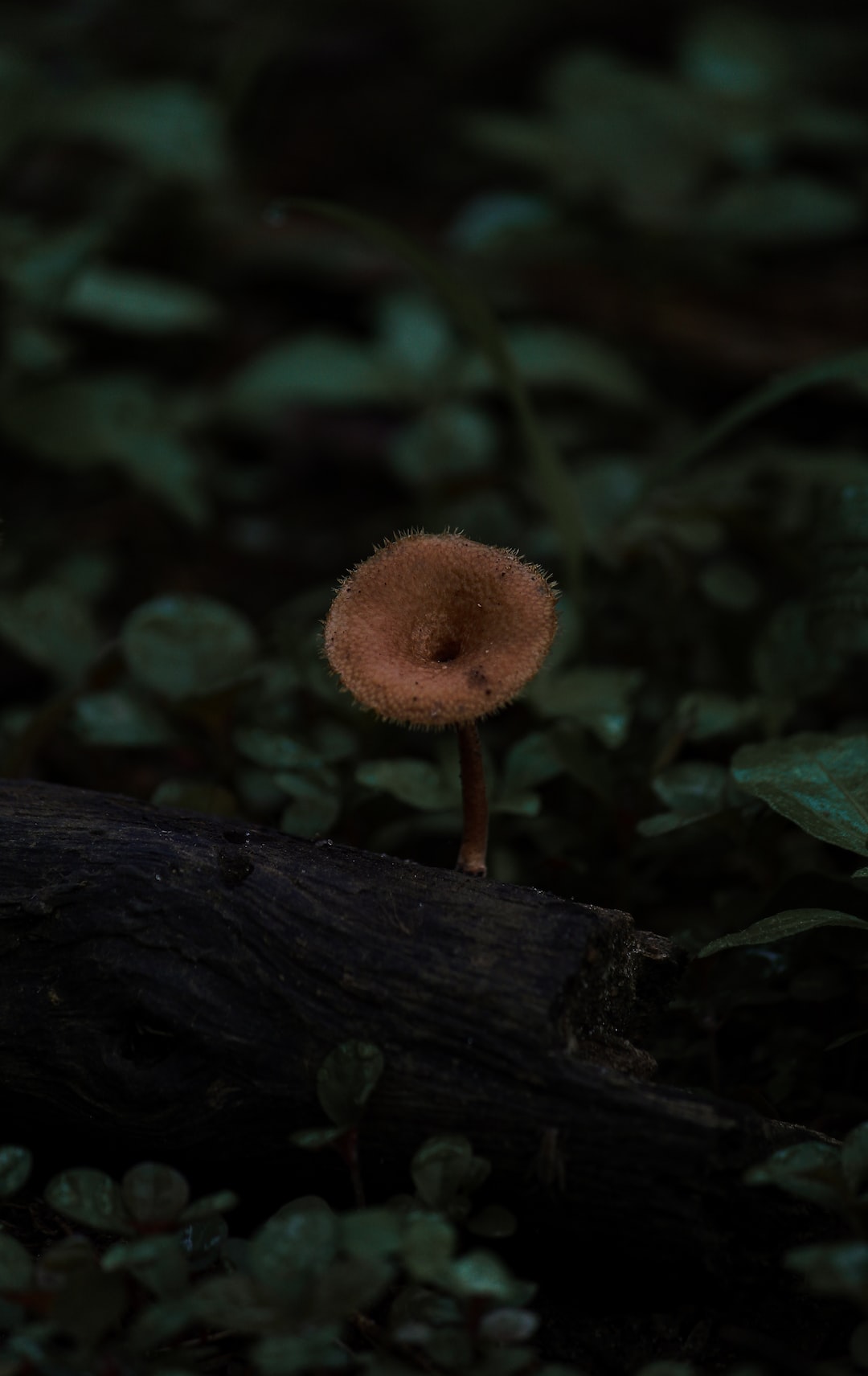 newborn mushroom