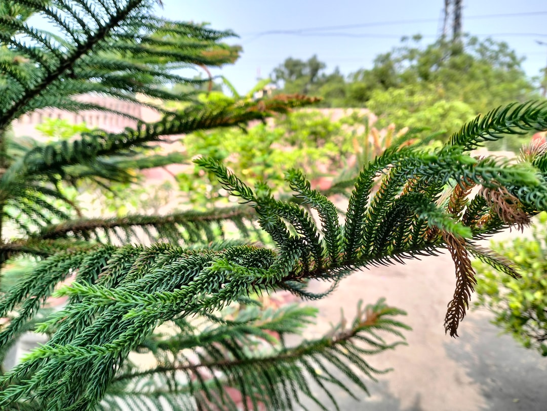 Araucaria cunninghamii is a species of Araucaria known as hoop pine. Other less commonly used names include colonial pine, Queensland pine, Dorrigo pine, Moreton Bay pine and Richmond River pine