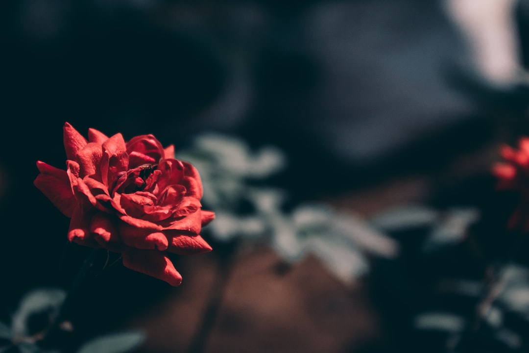 red rose Hd wallpaper