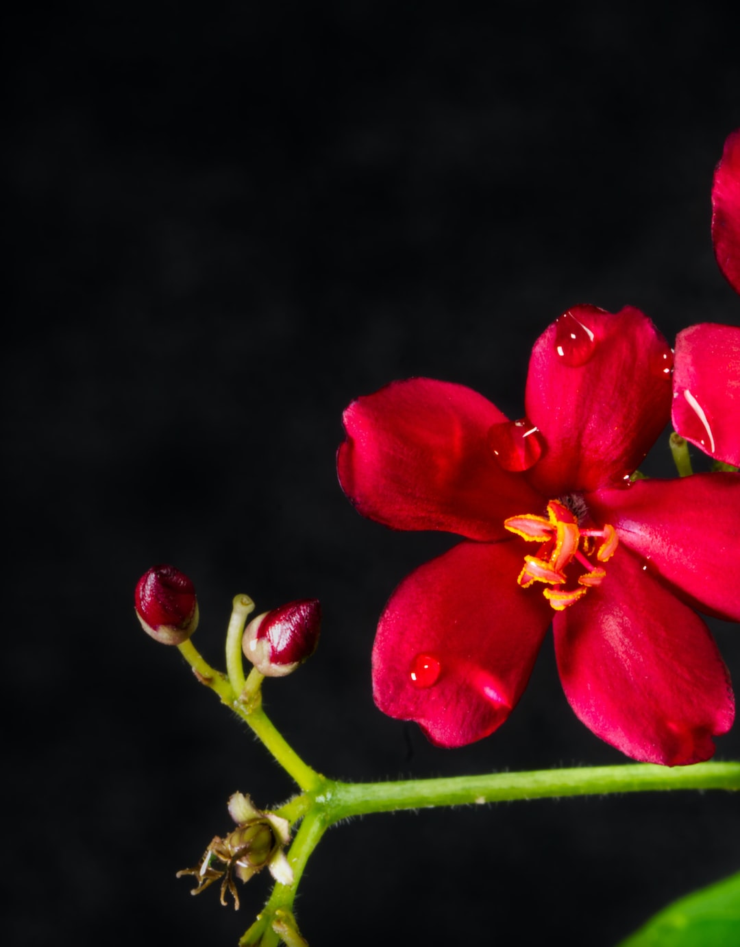 A beautiful Red flower