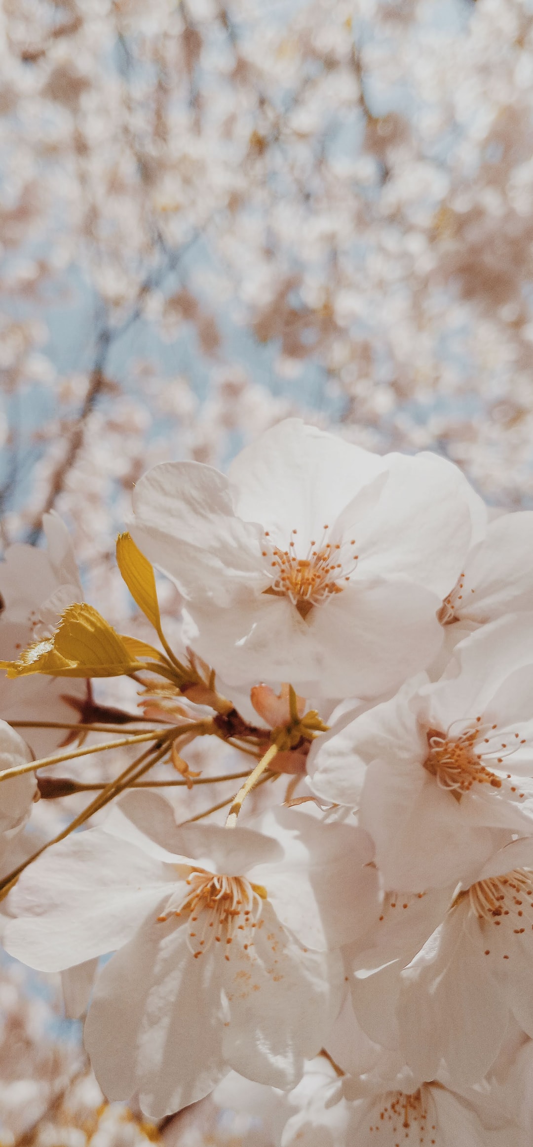 closeup of cherry blossom flowers