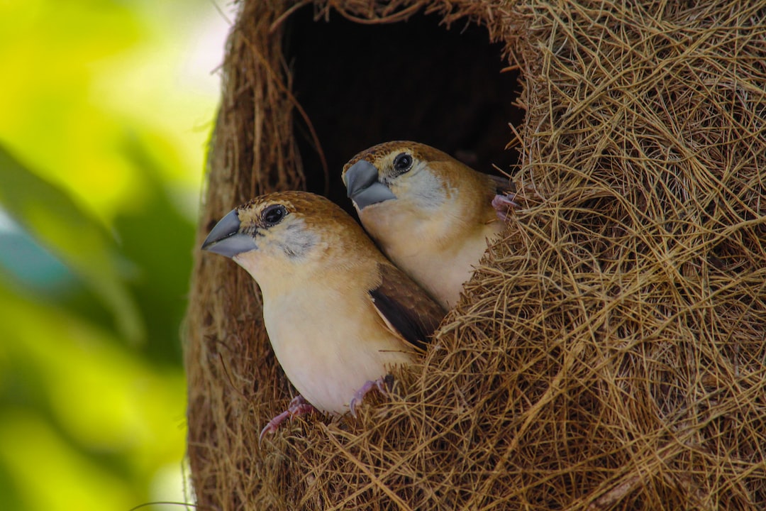 Indian silverbill birds