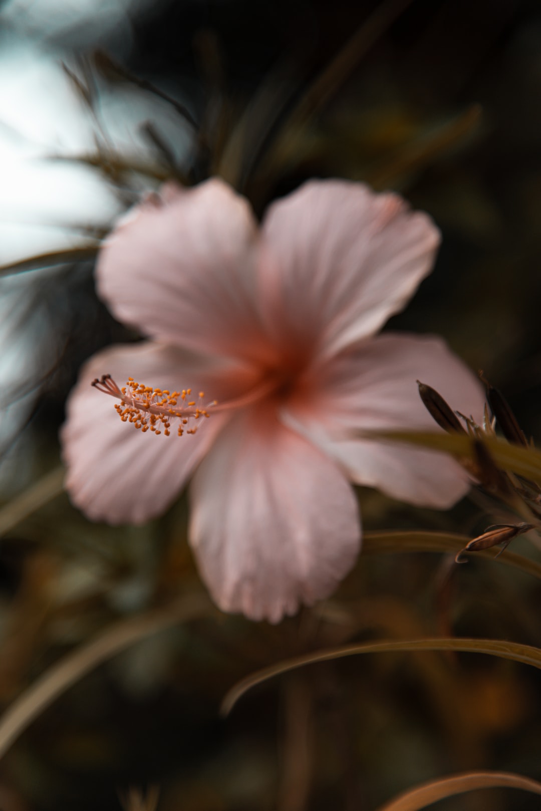 The bokeh just takes my breath away!