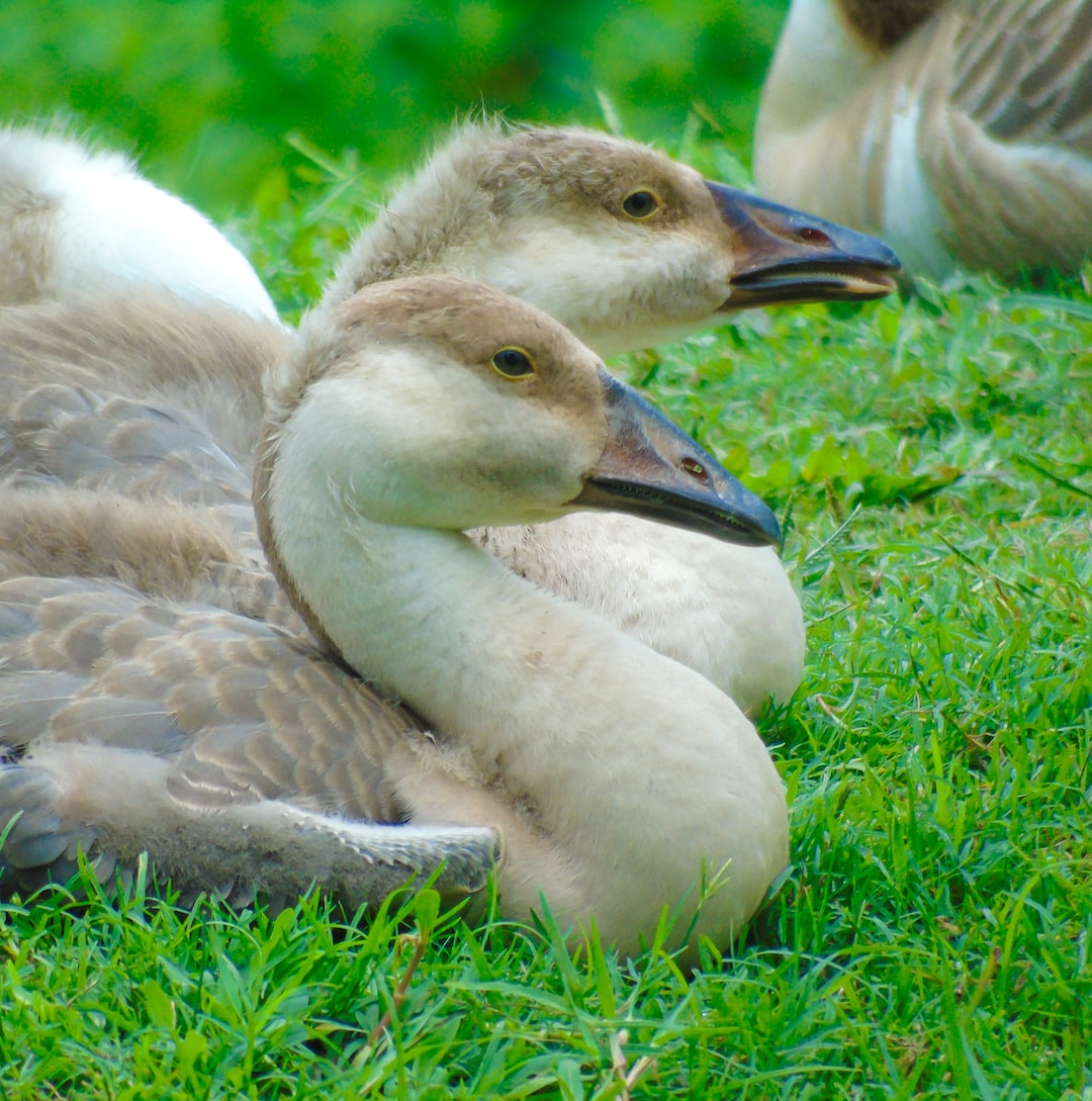 Swans On Grass