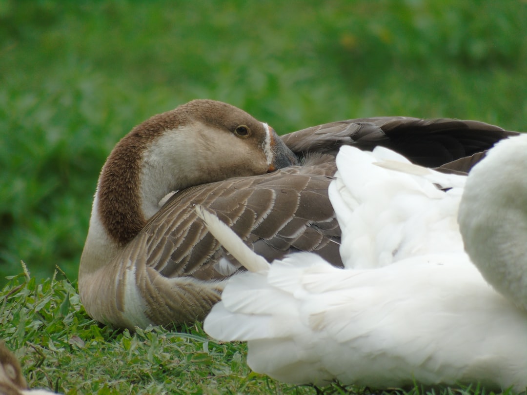 Relaxing Ducks