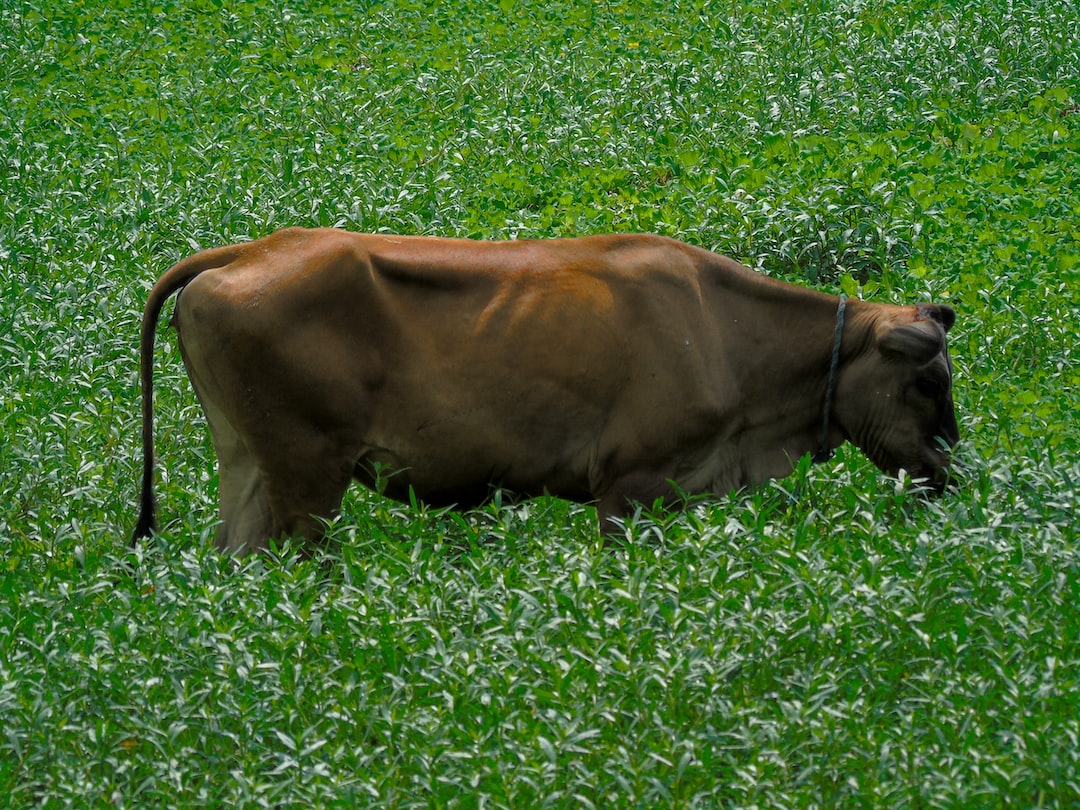 Cow Eating Grass