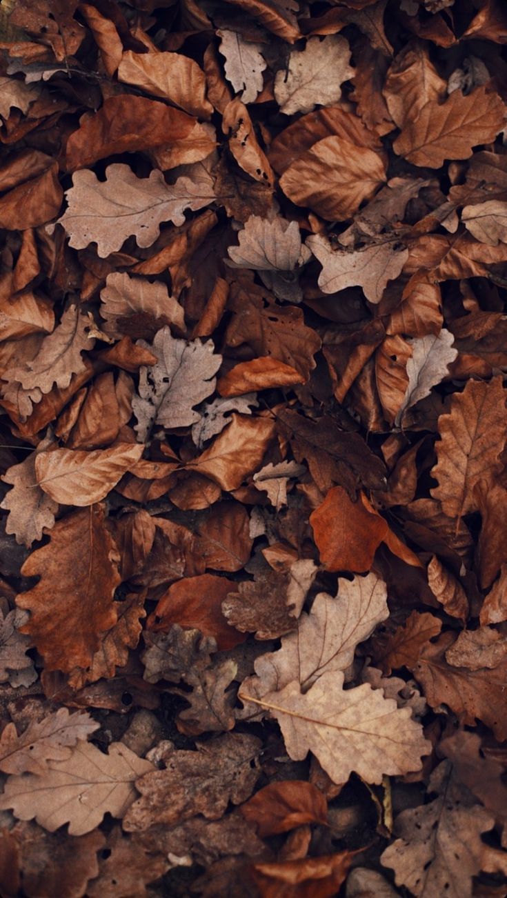 Pin by Aliana June on my pins Cute fall wallpaper, Fall wallpaper, Brown wallpaper