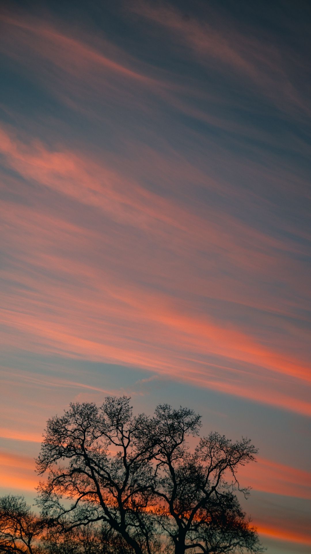 Download wallpaper 1080x1920 tree, branches, sky, clouds, sunset, stripes samsung galaxy s4, s5, note, sony xperia z, z1, z2, z3, htc one, lenovo vibe hd background