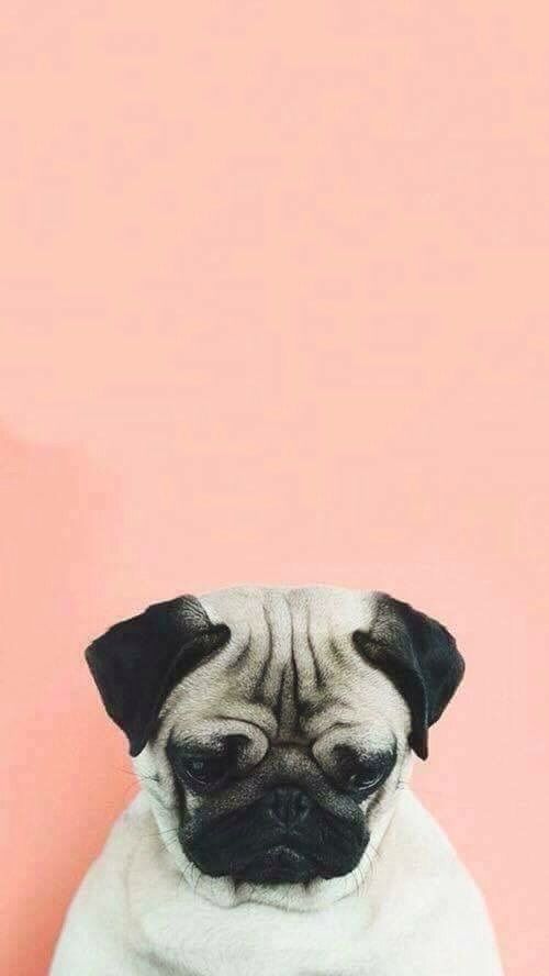 Image about pink in doggies by Tamara Silva on We Heart It