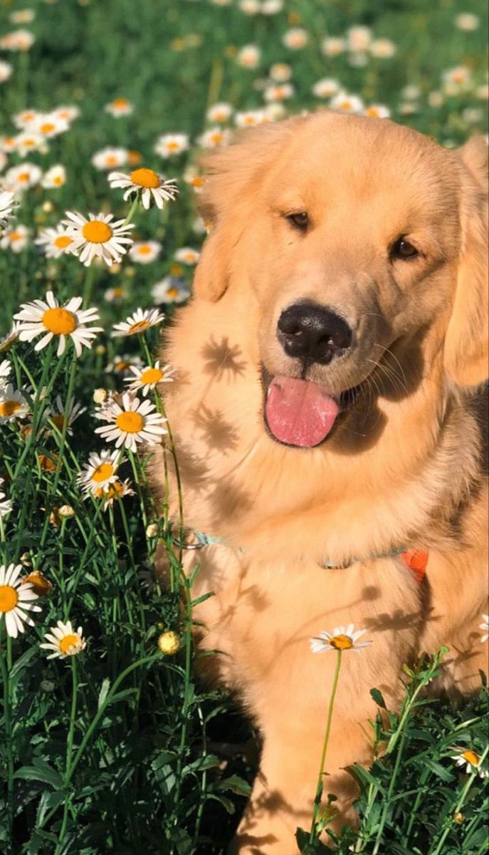 Dog nas flores Really cute puppies, Very cute dogs, Cute dogs