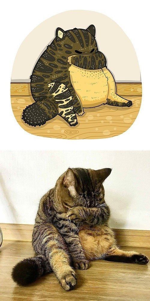 Cute cat #wallpaper