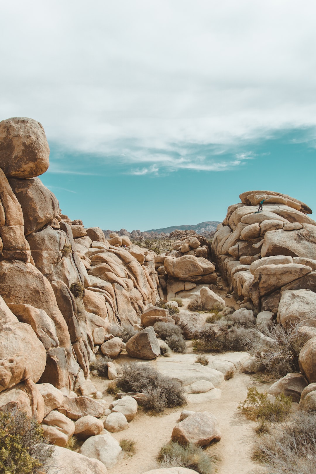 Joshua Tree