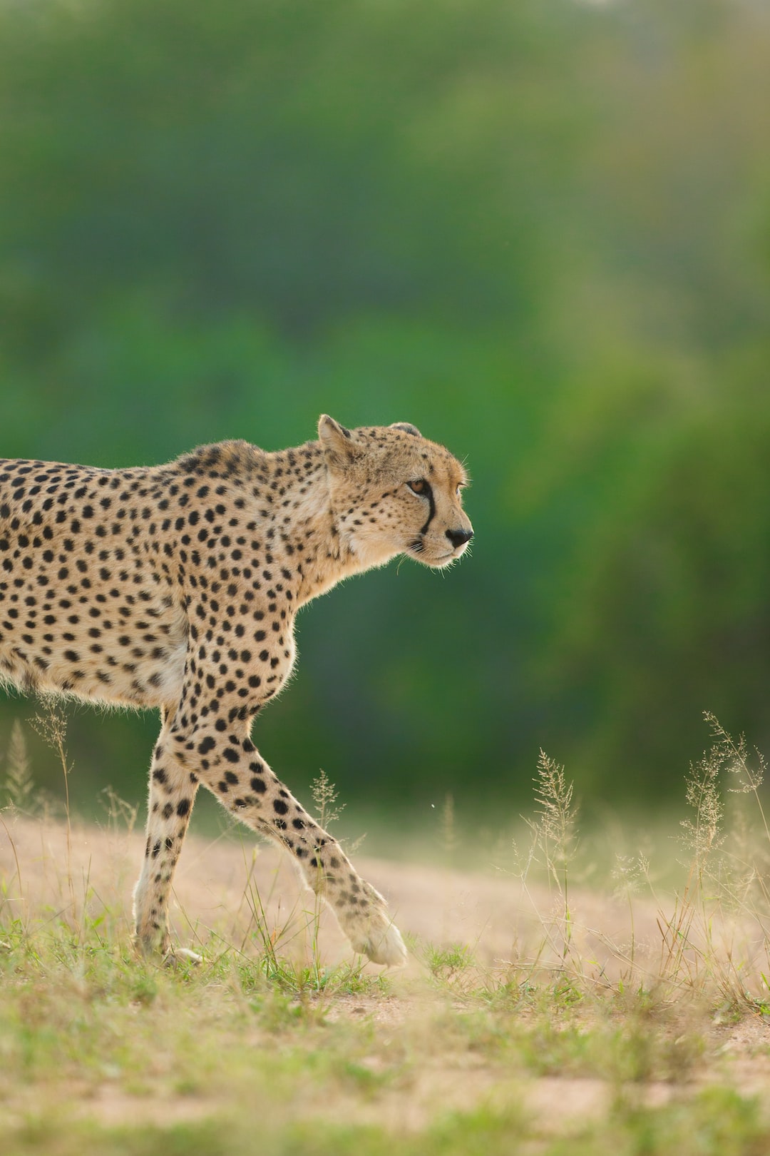 Roaming the savannah