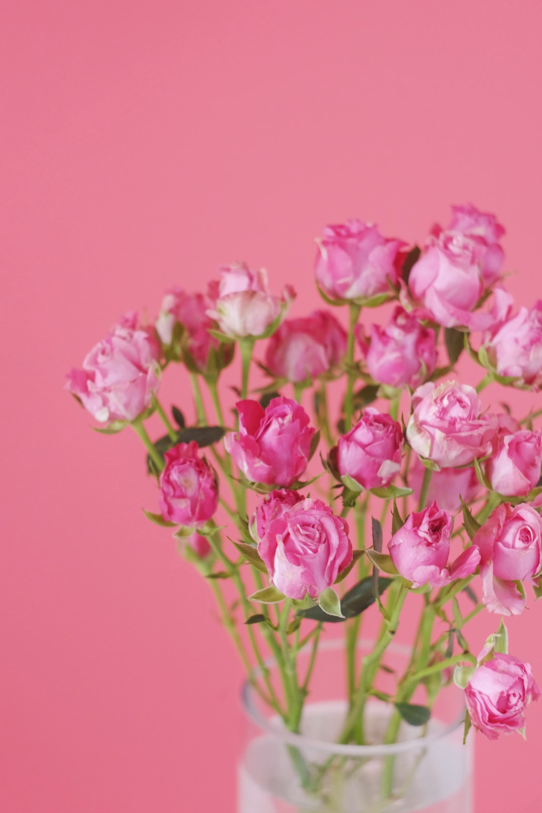 Pink roses and coral background