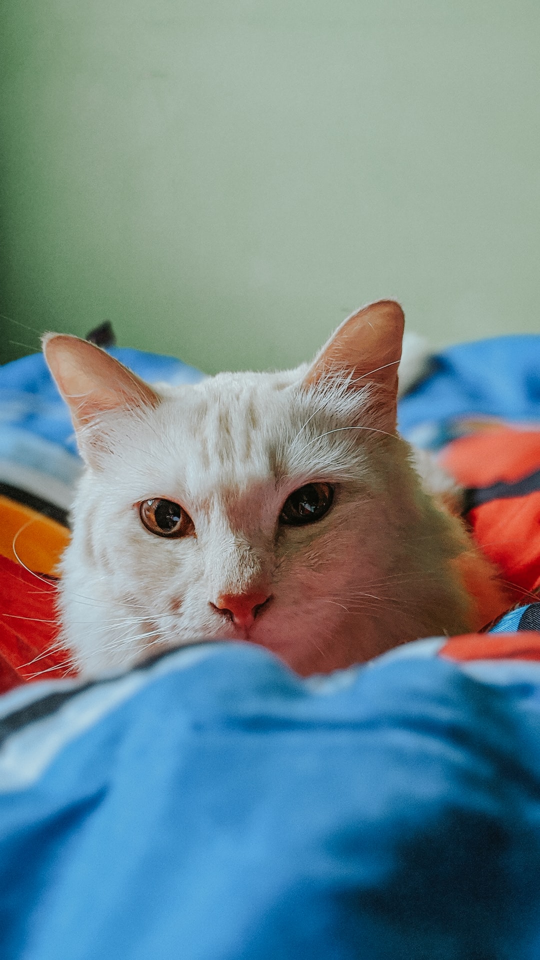 Morning view with a cat