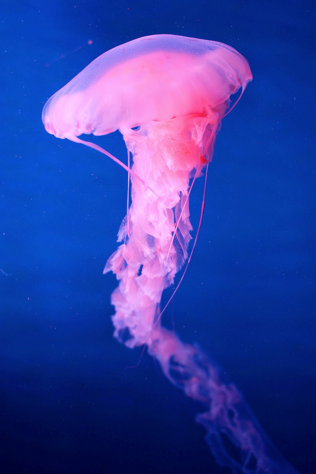 Hope to be able to move freely like jellyfish