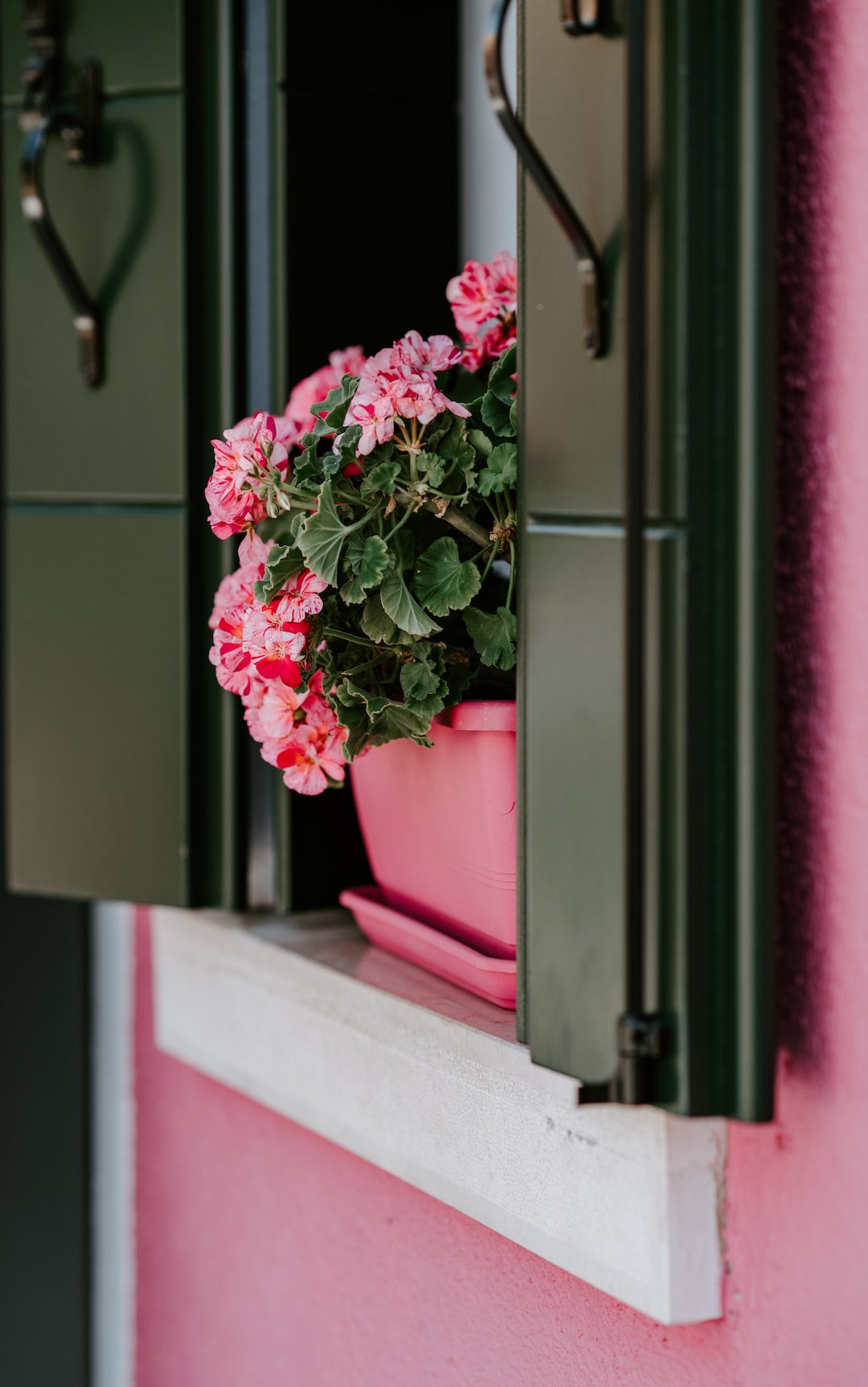 Pink potted plant on window sill