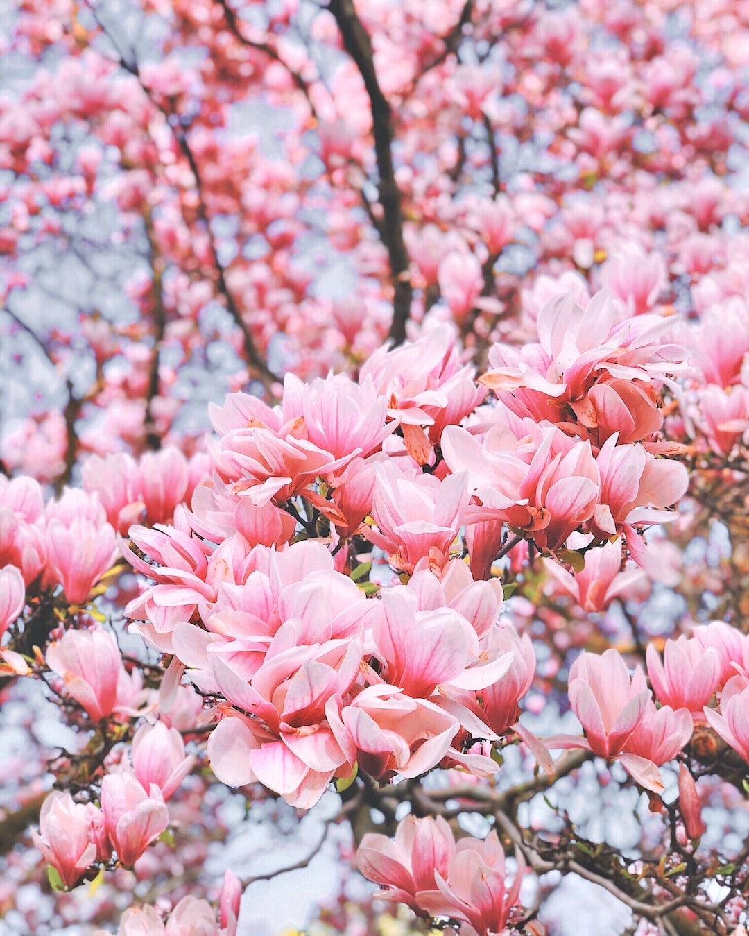 Magnolia Blossoms at their full bloom. (insta: @sy._.995)