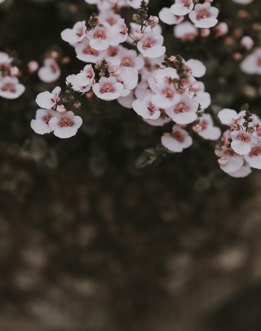 Pink flowers