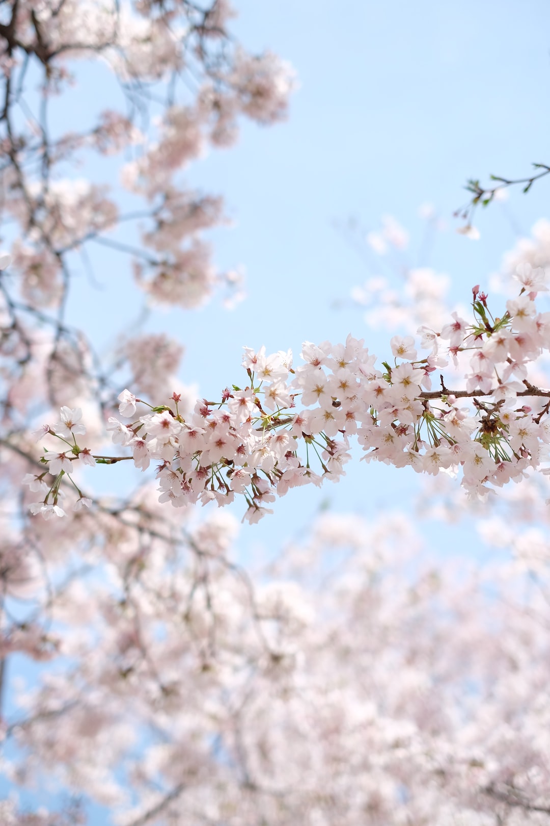 I took this photo on my first trip to South Korea. I came to the cherry blossom festival in Jinhae, South Korea, and almost every shot I took there are perfectly great, and this is one of all my shots.