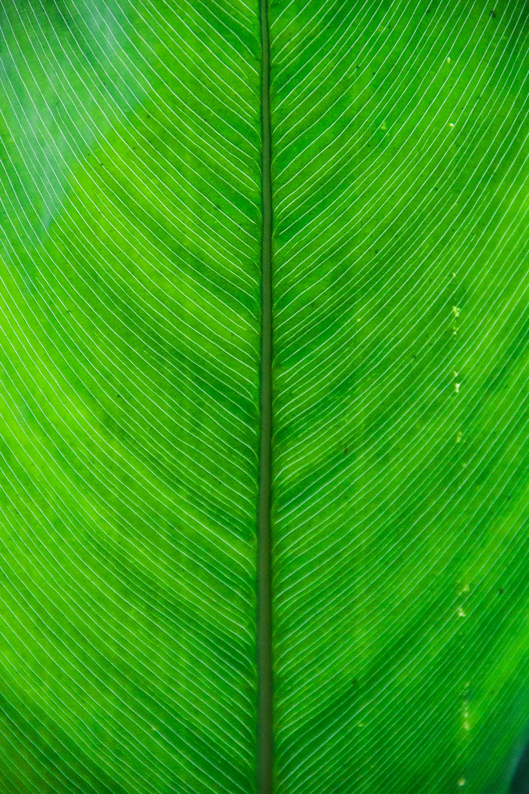 Leaf