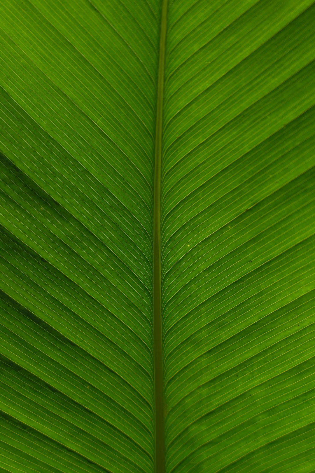 Green Leaf Texture