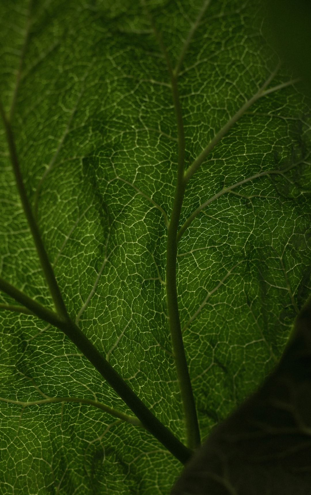 Rhubarb leaf 