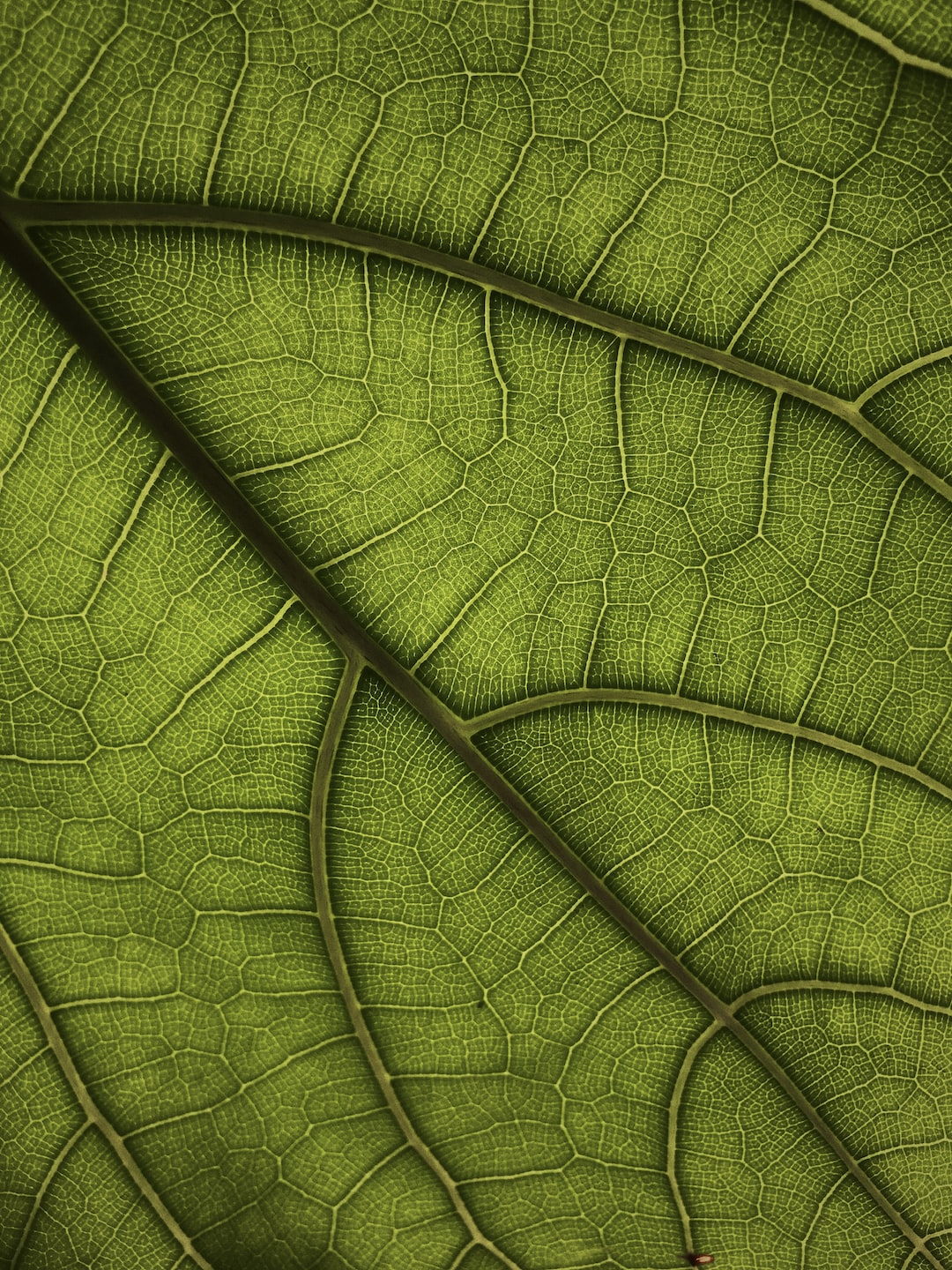 close up of a leaf