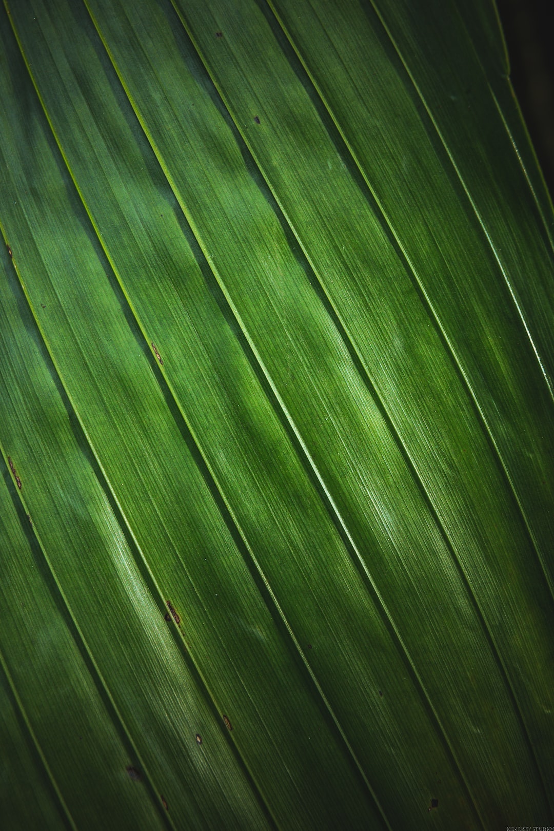 This leaf grows green on planet Earth.