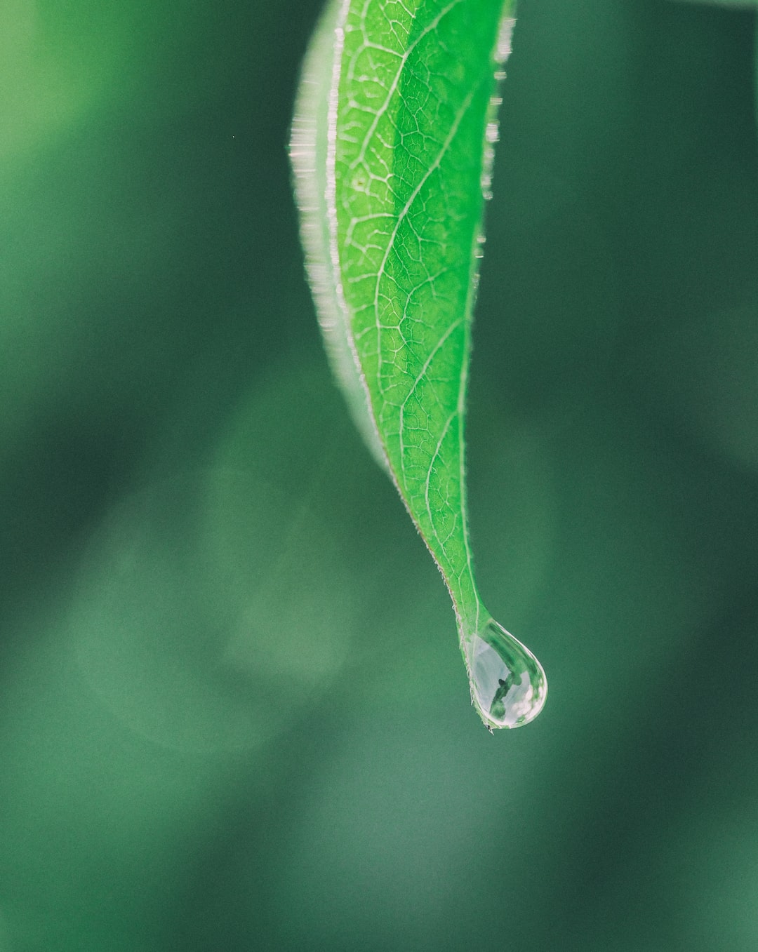 Dewdrop falling off a leaf