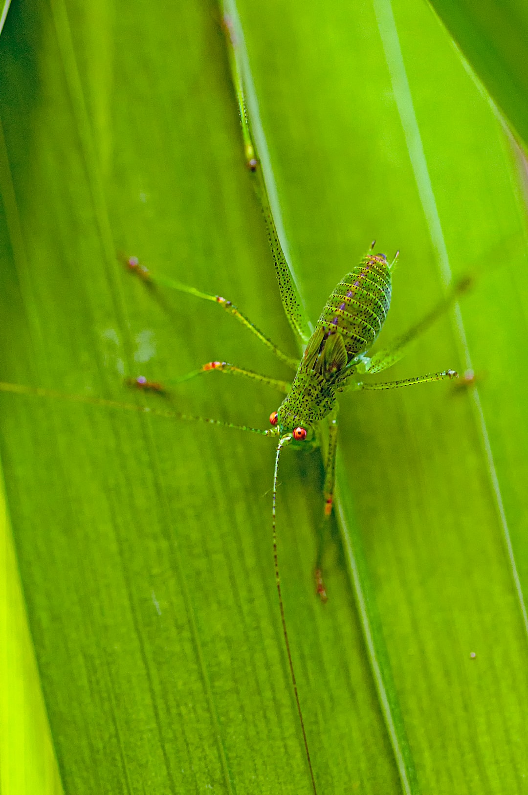 Green Grasshopper on leaf