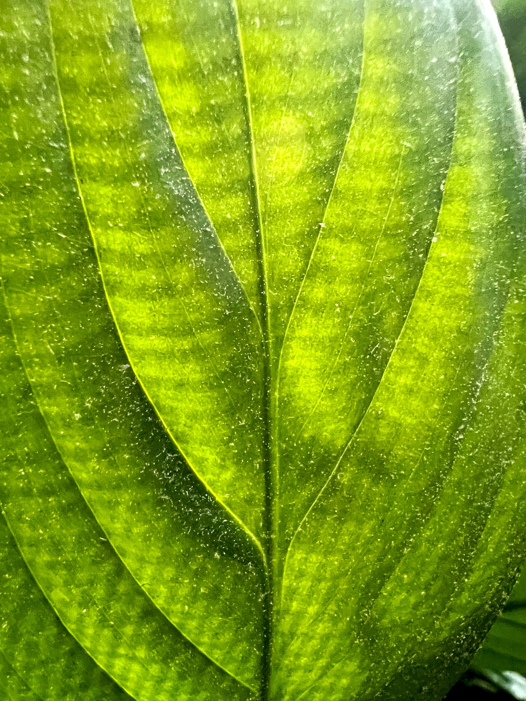 Graceful vein in a leaf with pollen floating on it